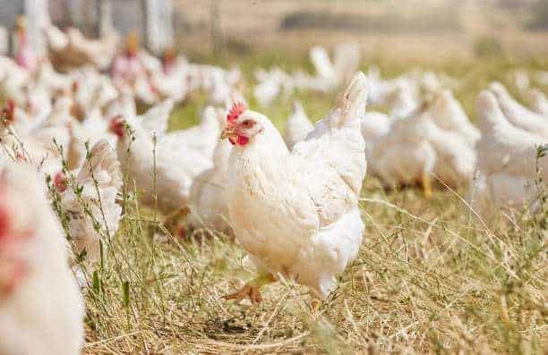 Poulet