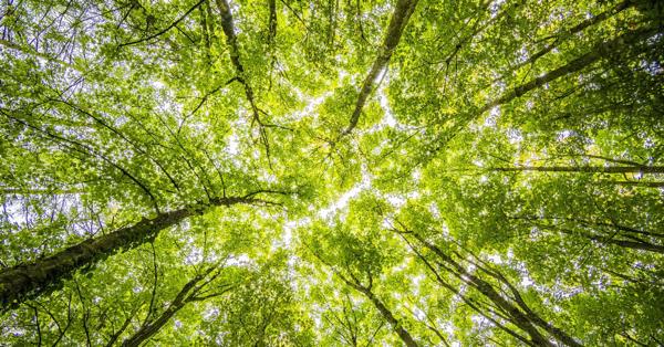 Hérault : Prade-le-Lez accueille l’exposition « Les Forêts »