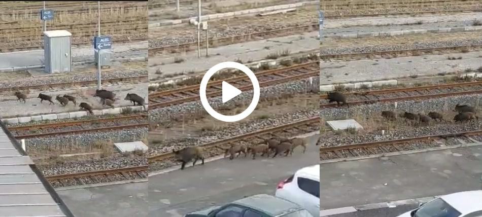 Gard : une compagnie de sangliers filmée en plein centre d’Alès à la gare