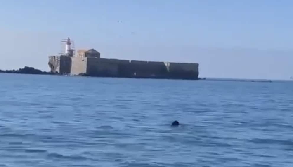 Insolite : un sanglier aperçu et filmé au large du Cap d’Agde dans l’Hérault