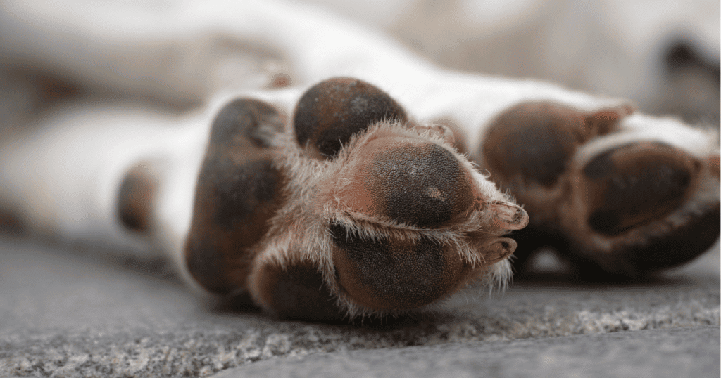 Gard : un homme frappe un chien à coups de balai, l’animal euthanasié