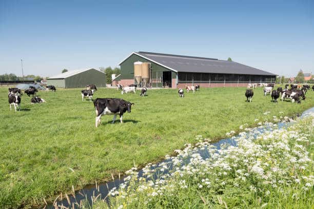 vaches