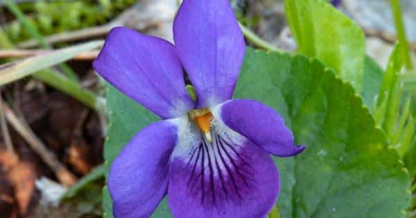 Haute-Garonne: un week-end floral attend les Toulousains lors de la Fête de la Violette