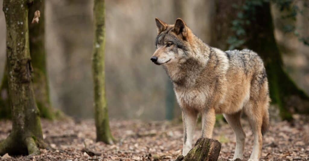 Plan Loup : renforcer la coexistence entre les élevages et les loups