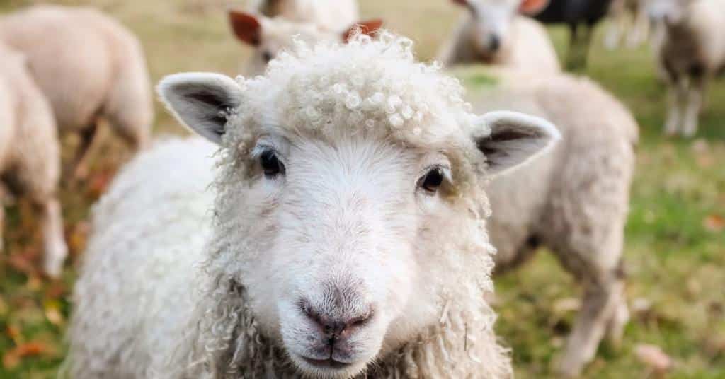 Occitanie : la marque de vêtements « Atelier Tuffery » est à la recherche d’un berger ou d’une bergère