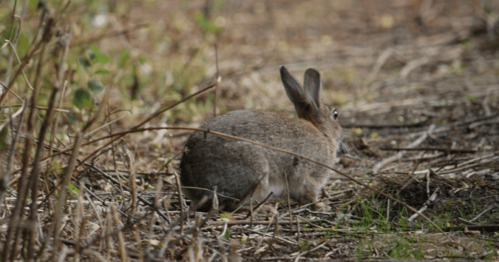 Hérault : prolifération du lapin de garenne, le préfet alerte