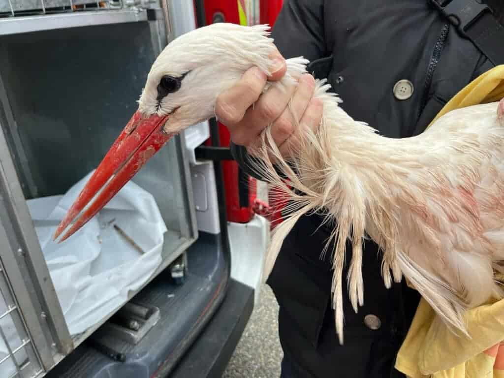 Gard : une cigogne secourue par les pompiers