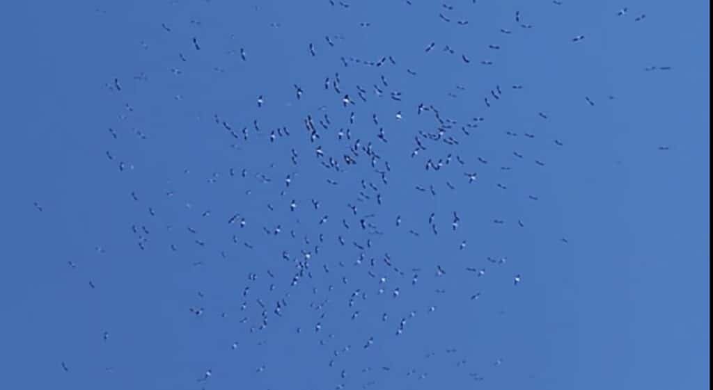 cigognes