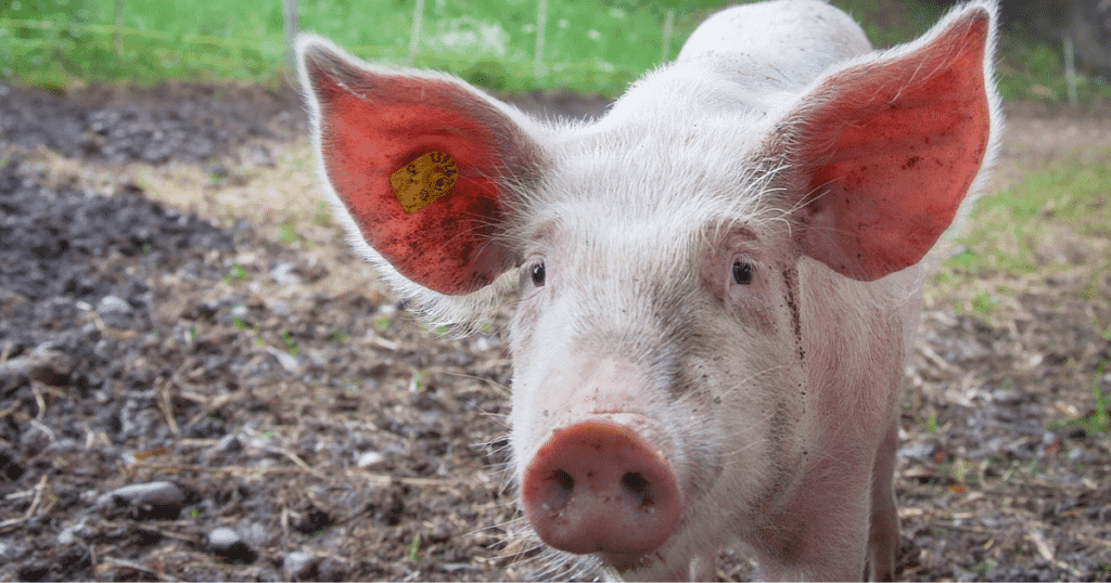 fête du cochon