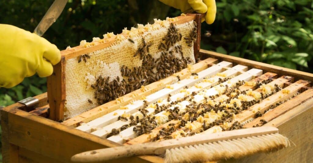 Crise agricole : le Gouvernement annonce un plan d’actions pour soutenir la filière apicole