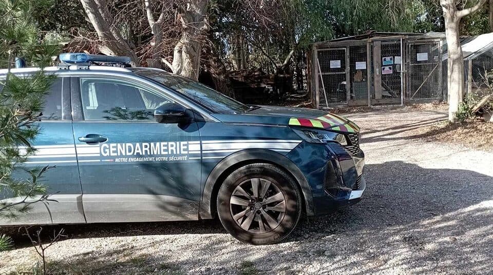 Pyrénées-Orientales : des chats massacrés et tués lors d’un cambriolage