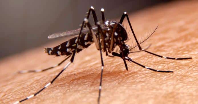 Nuisances de moustiques en Occitanie : bilan et prévisions de la situation