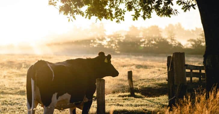 Hérault : « Au pré de la ferme », des rencontres acheteurs-fournisseurs pour promouvoir l’agriculture durable