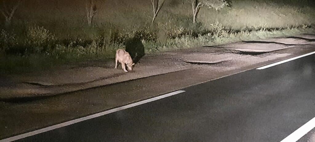 Hérault : un loup aurait-il été aperçu cette nuit près de Lunel ?