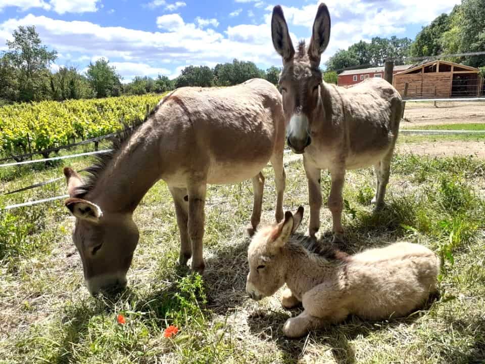 Gard : 60 fermes participeront à l’édition 2026 de « Ferme en ferme »