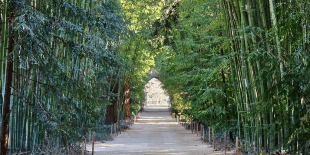 Bambouseraie
