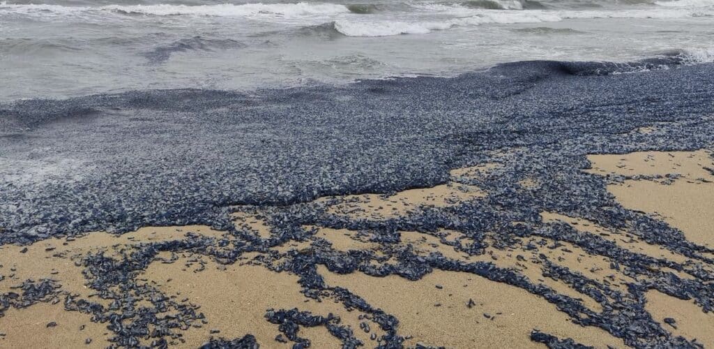Occitanie : des milliers de vélelles s’échouent sur le littoral