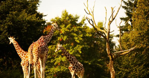 Hérault : le zoo de Montpellier s’anime pendant les vacances