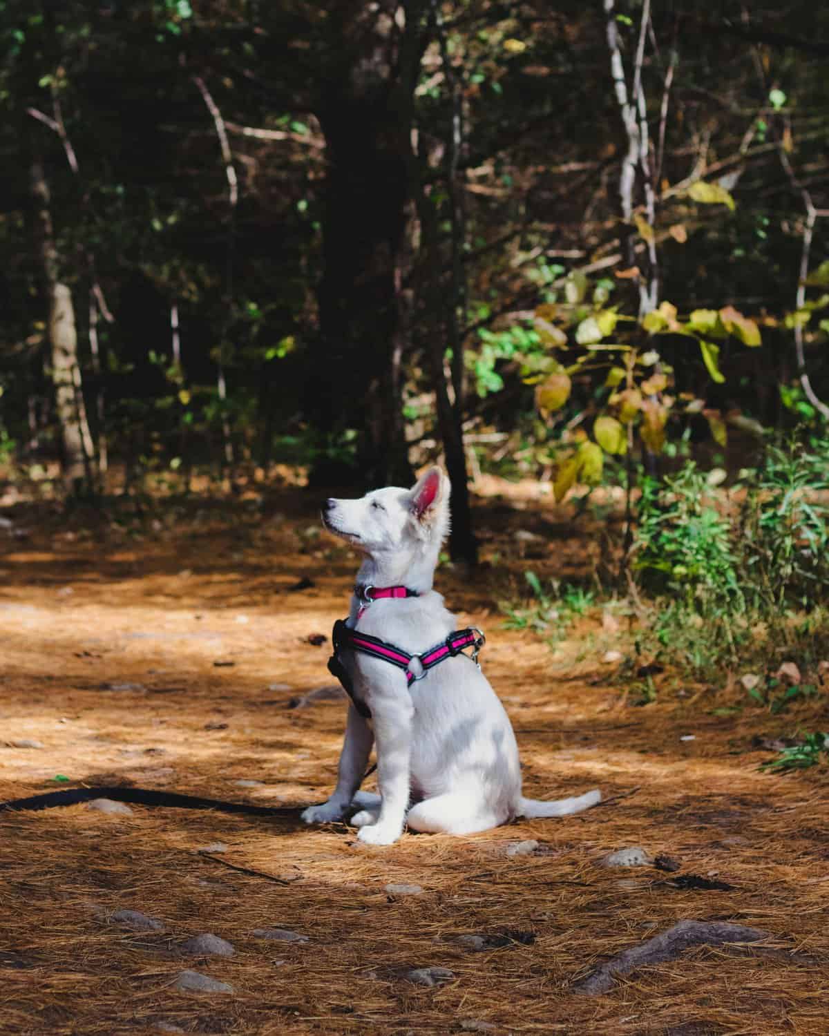 Forêts : jusqu’à 750 euros d’amende si votre chien n’est pas tenu en laisse