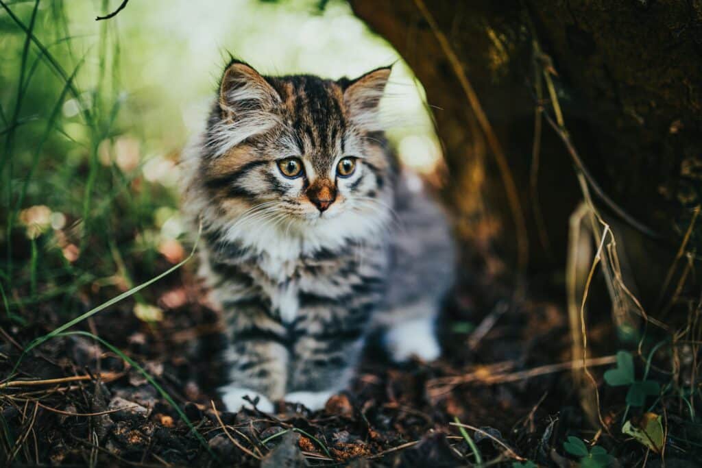 Gard : la ville de Pont-Saint-Esprit capture les chats errants