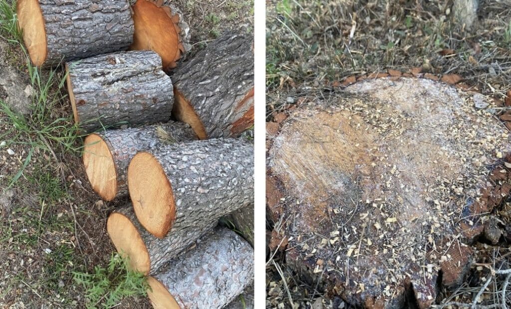 INSOLITE : la Métropole de Montpellier fait abattre des arbres chez Rémi Gaillard !