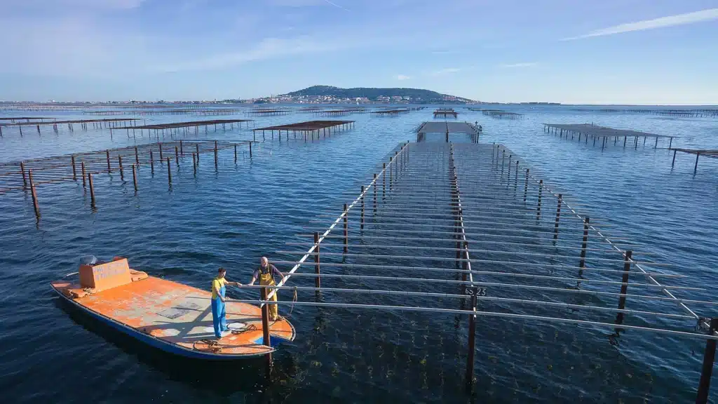 Étang de Thau : des toxines détectées dans les coquillages, la pêche et la consommation sont interdites