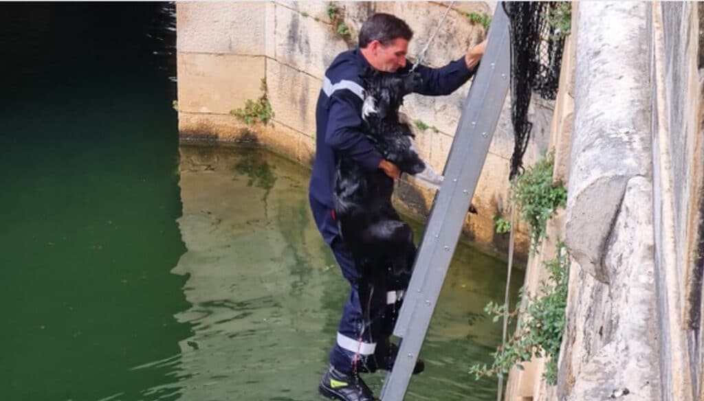Nîmes : les pompiers se jettent à l’eau pour sauver un chien !