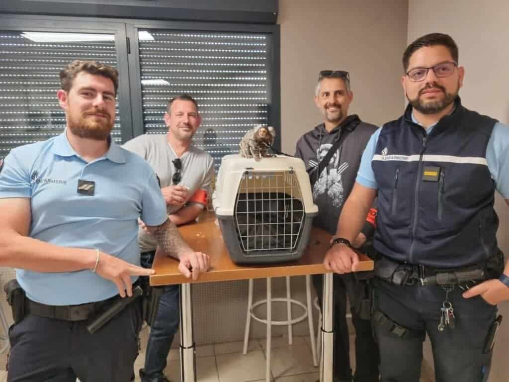 Hérault : un singe détenu illégalement découvert au domicile d’un couple !