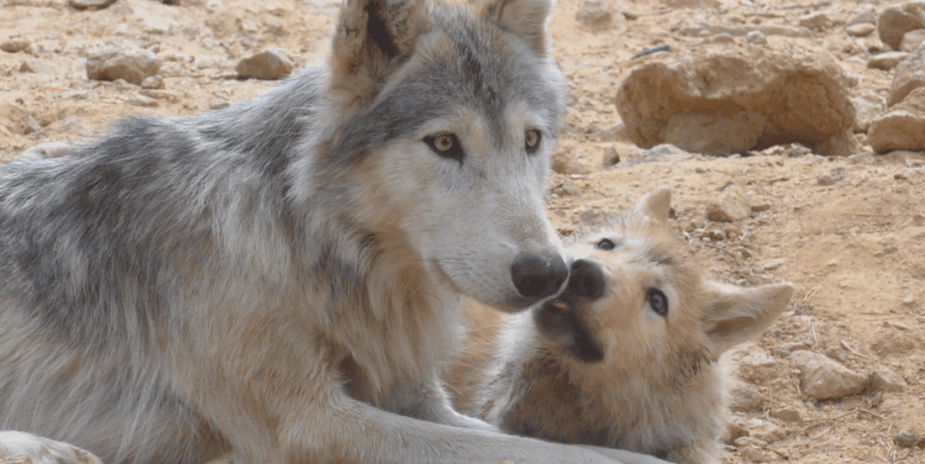 Loups du Gévaudan