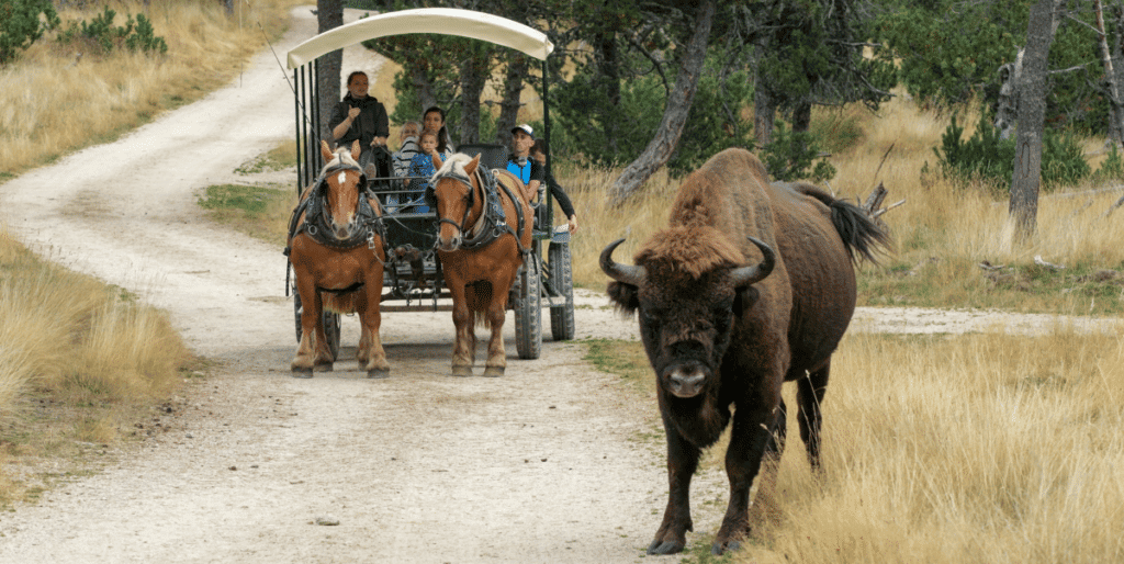Bisons d'Europe