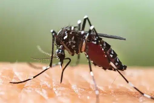Occitanie : 14 nouveaux cas de chikungunya autochtones détectés en 15 jours