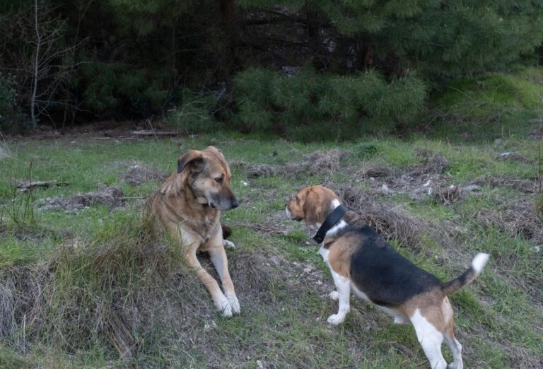 Aveyron : les chiens errants ne seront finalement pas abattus