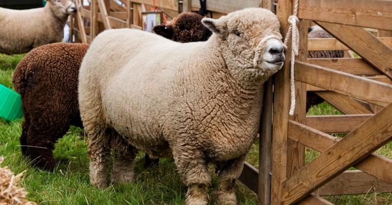 Hérault : découvrir les richesses du monde agricole lors du Salon des Agricultures Méditerranéennes