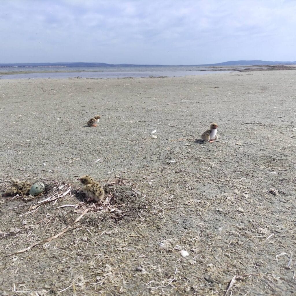 Hérault : des oiseaux protégés installés sur la lagune de Thau, une étape clé pour leur survie
