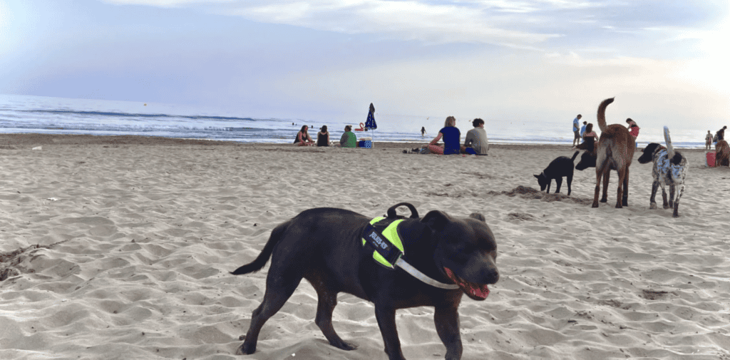 Découvrez les plages de l'Hérault qui accueillent vos chiens cet été