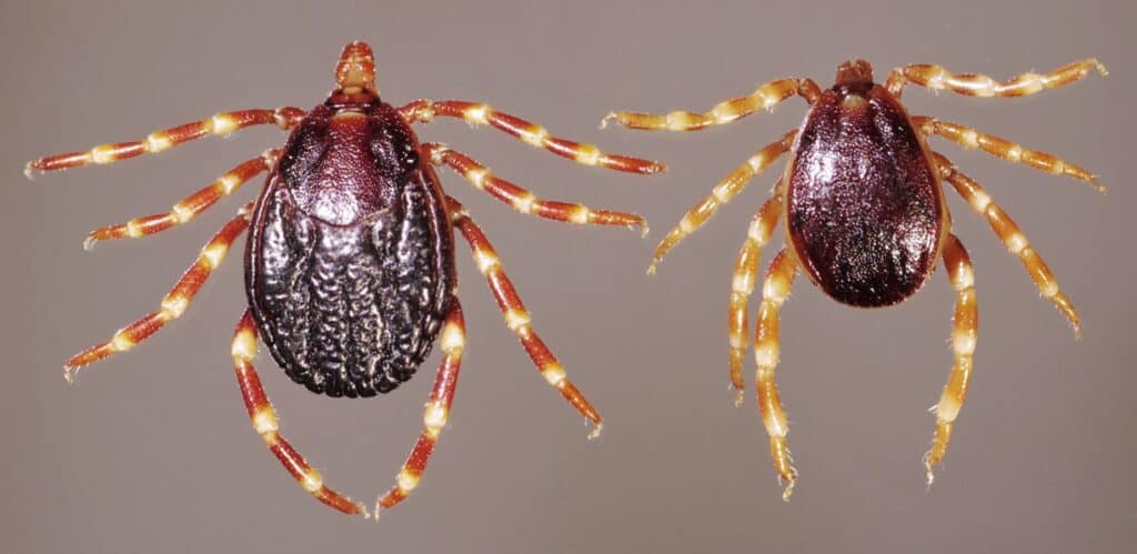 Occitanie : des tiques géantes porteuses d’un virus mortel détectées dans 4 départements