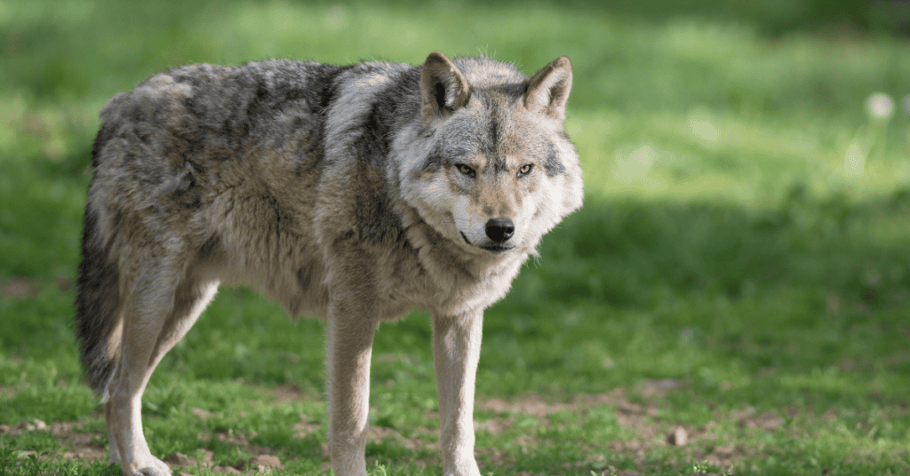 Haute-Garonne : opération d’effarouchement pour faire fuir les loups