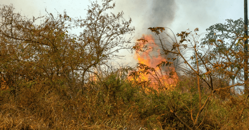 Pyrénées-Orientales : l’est du département placé en risque élevé d’incendie