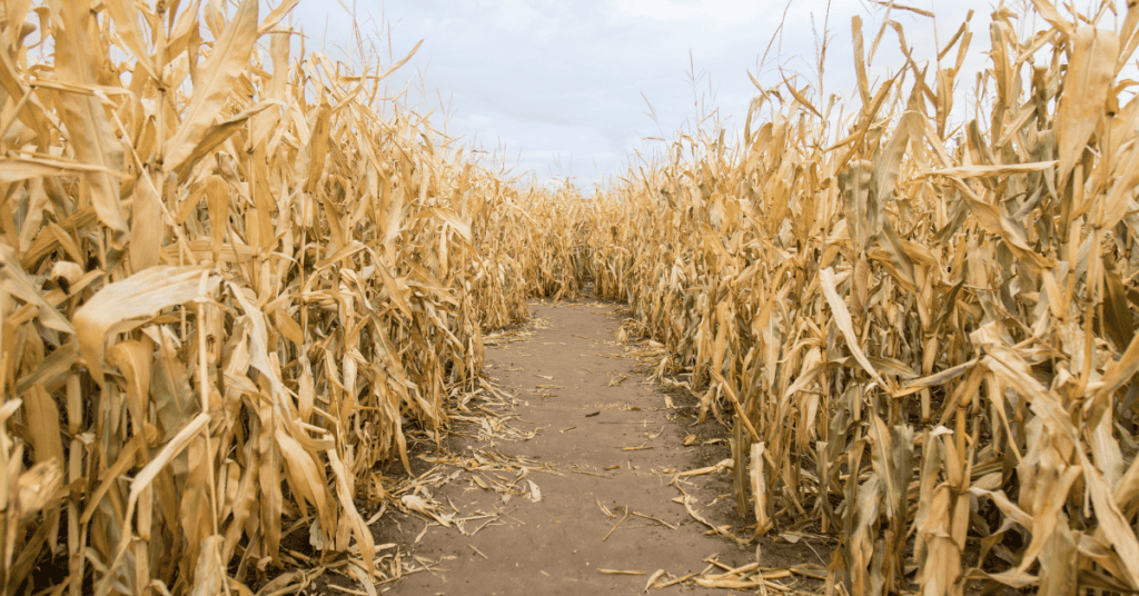 Occitanie : Murder Party au Pop Corn Labyrinthe de Pinsaguel