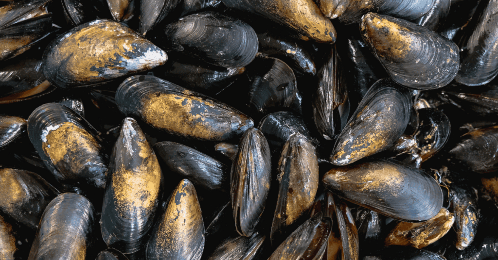 Hérault : les moules et palourdes de l’étang de Thau de nouveau propres à la consommation
