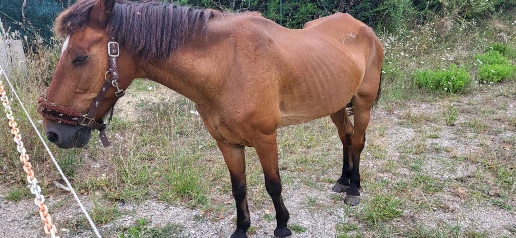 Gard : un poney recherche activement son propriétaire à Clarensac