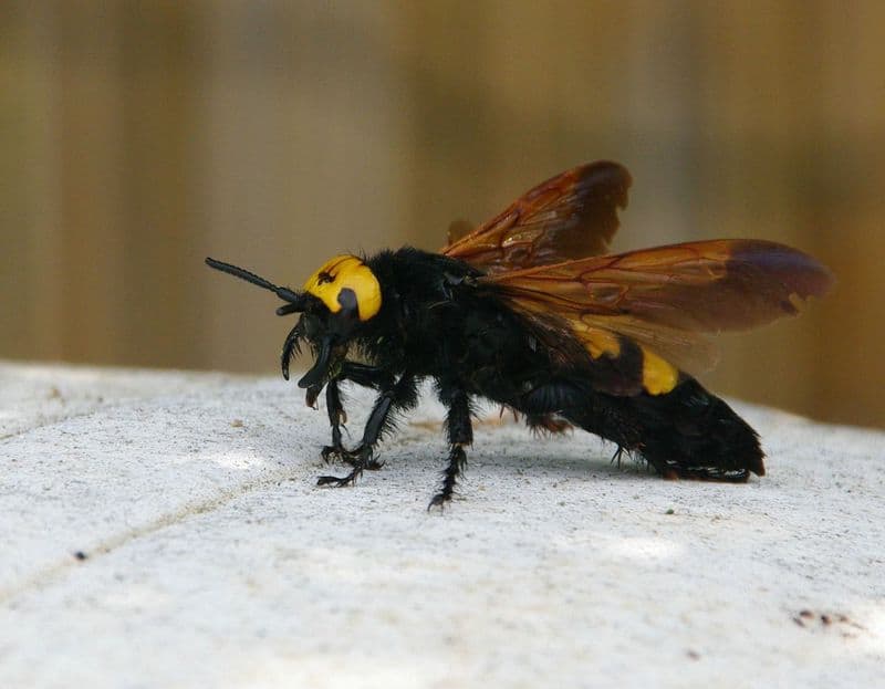 Nature : la Scolie des jardins, à ne pas confondre avec le frelon asiatique !