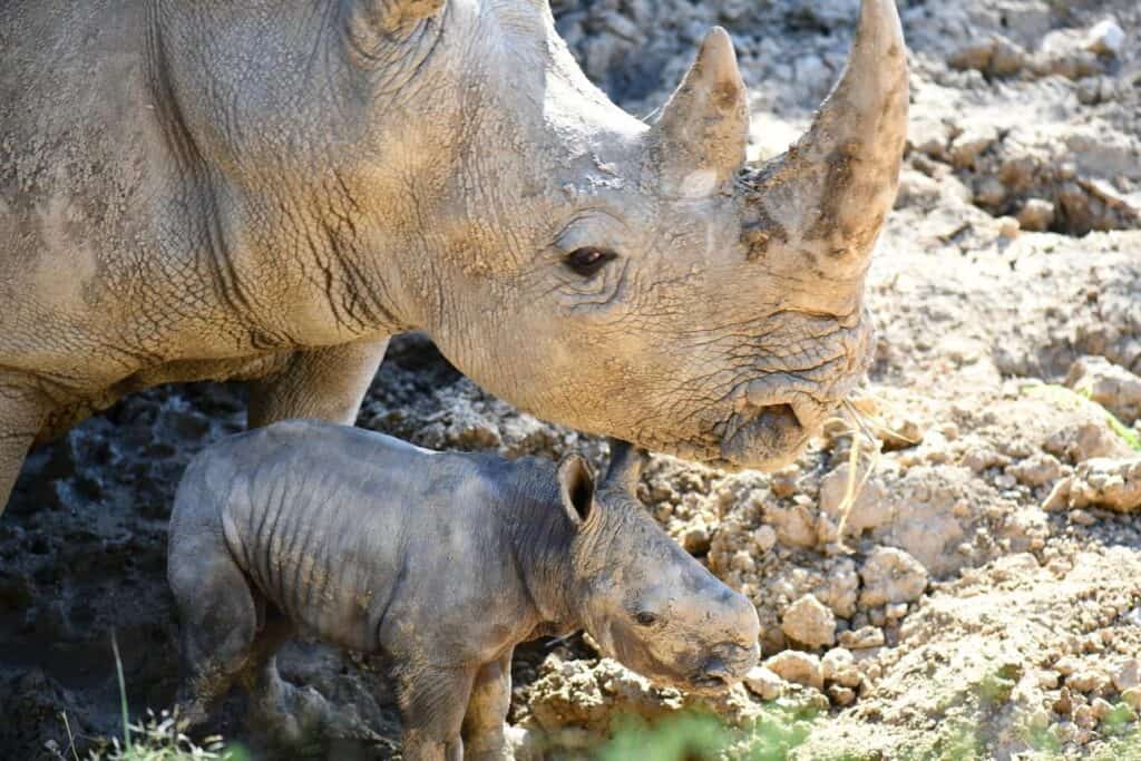 Montpellier : naissance d’un Rhinocéros Blanc au zoo du Lunaret