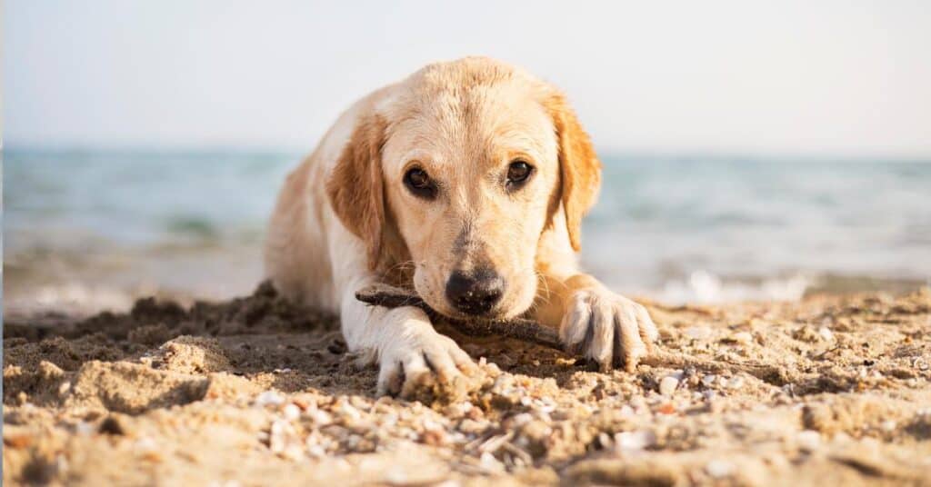Hérault : les chiens autorisés sur la plage de Marseillan cet été