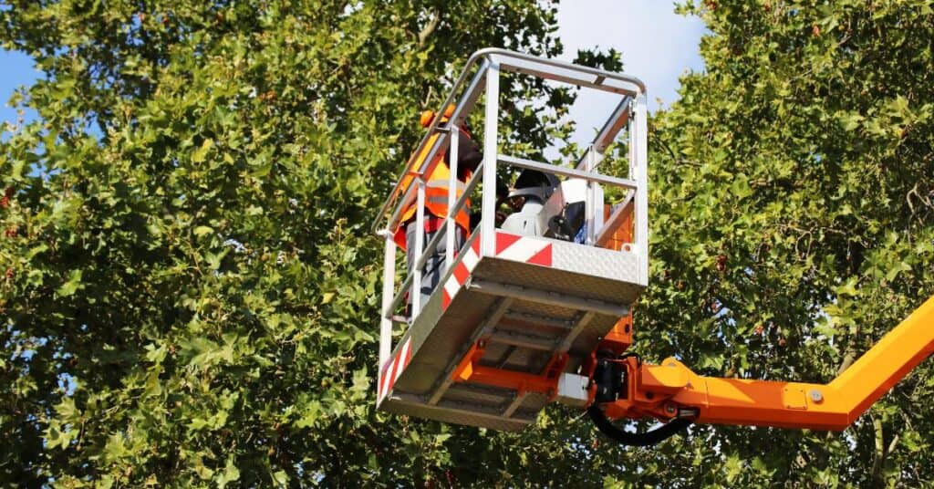 Hérault : des arbres dangereux bientôt abattus et remplacés à Sète
