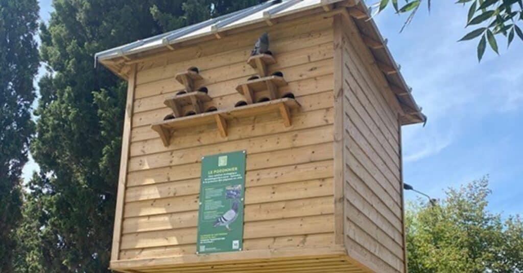Montpellier : un pigeonnier contraceptif inauguré pour réguler la population en ville