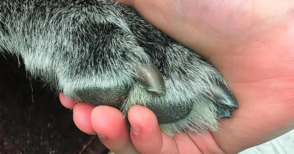 Hérault : des cyanobactéries détectées dans un étang de Pérols, un chien affecté et euthanasié