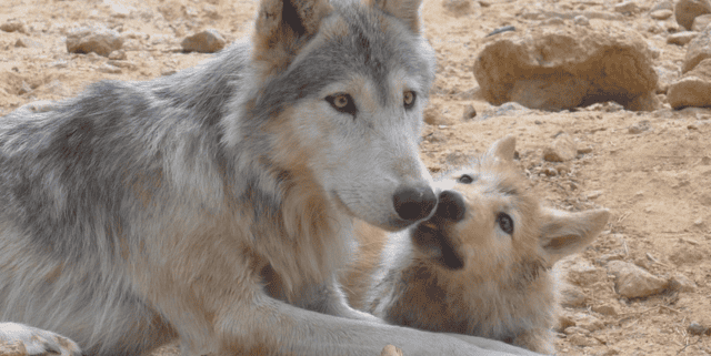 Jeu concours : gagnez vos entrées pour le parc des Loups du Gévaudan en Lozère