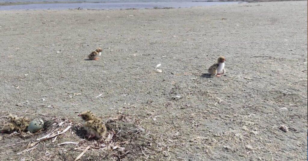 Étang de Thau : rassemblements, chiens et musique interdits près des nids d’oiseaux protégés