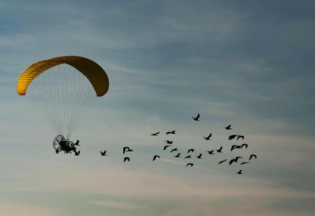 Insolite : à bord d’un engin volant, il apprend aux oiseaux à migrer afin de les sauver